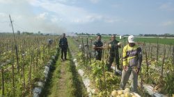 Dandim Ngawi Bersama Anggota Babinsa Geneng Panen Melon di Lahan Persawahan
