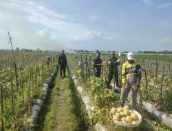 Dandim Ngawi Bersama Anggota Babinsa Geneng Panen Melon di Lahan Persawahan